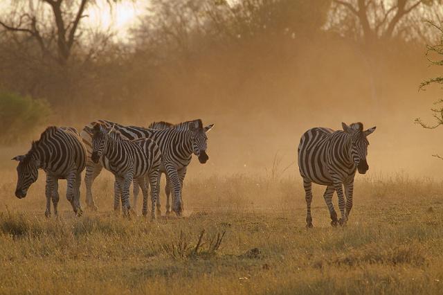 232 Linyanti, zebra's.jpg